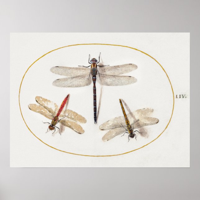 Dragonfly Illustration Poster (Frente)