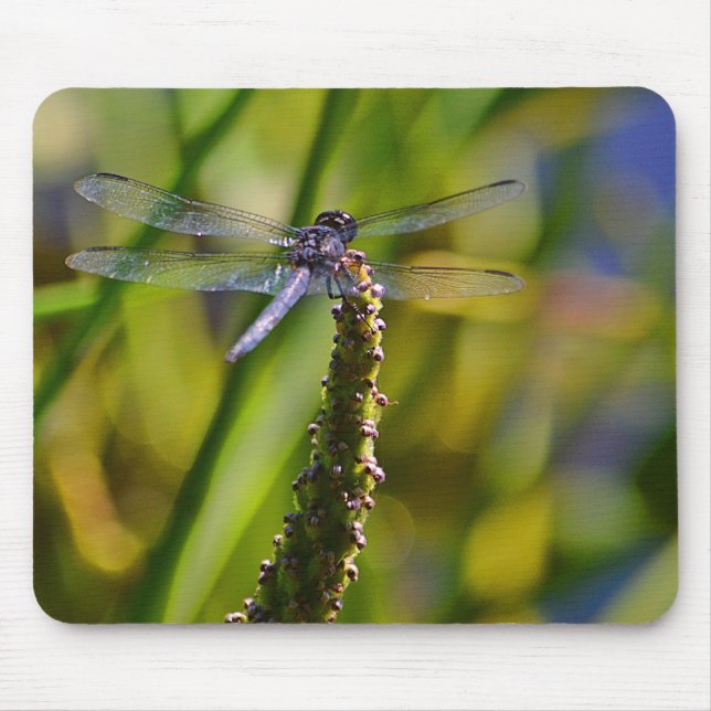 Dragonfly Mousepad (Frente)