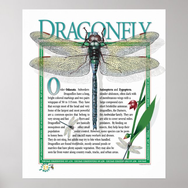 Dragonfly Poster (Frente)
