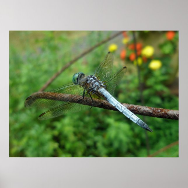 Dragonfly poster Blue Dasher (Frente)