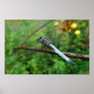 Dragonfly poster Blue Dasher