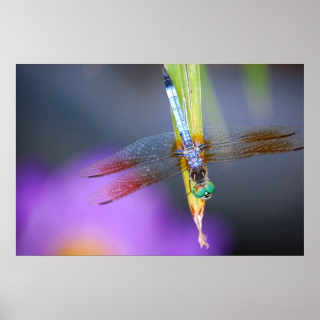 Dragonfly - poster / impressão (Frente)
