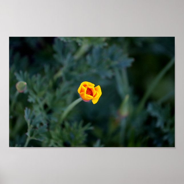 Dreamy California Poppy Poster (Frente)
