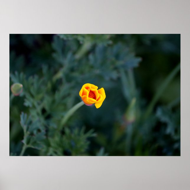 Dreamy California Poppy Poster (Frente)