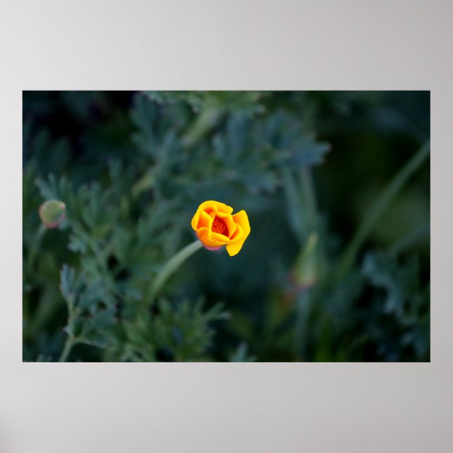 Dreamy California Poppy Poster (Frente)