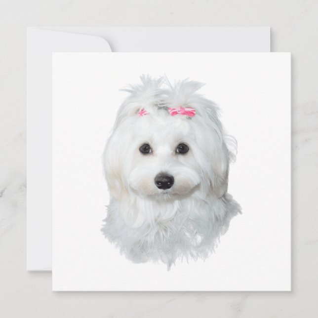 Dreamy Maltês Delightful Pup (Frente)