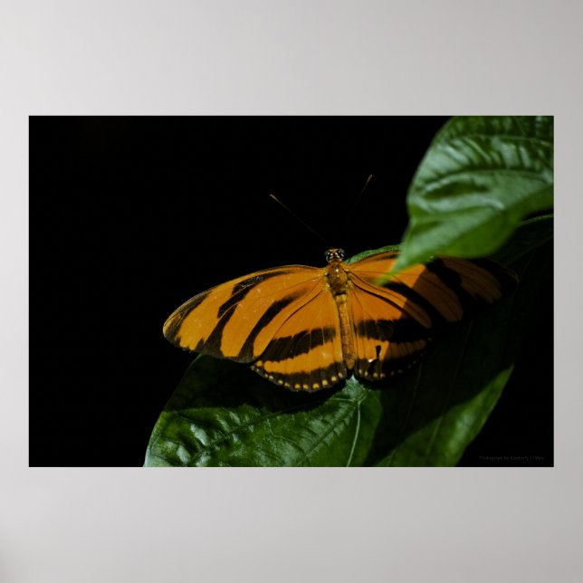 Dryad Impressão (Frente)