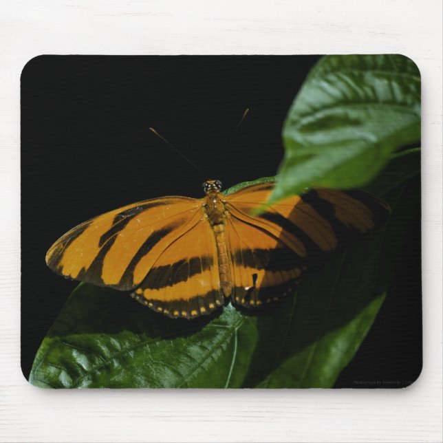 Dryad Mousepad (Frente)