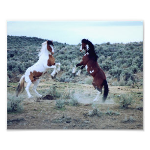 Dualing Wild Mustangs - Fotografia de Batalha de C