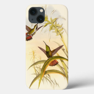 Duas Aves Hummingbird Coloridas Projetando para a