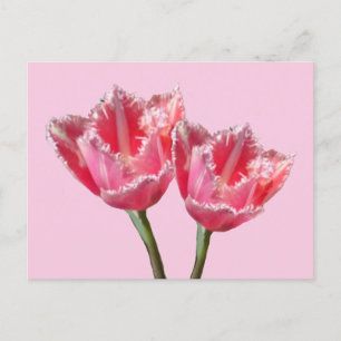 Duas Belas Tulipas Rosa. Cartão postal BG DIY