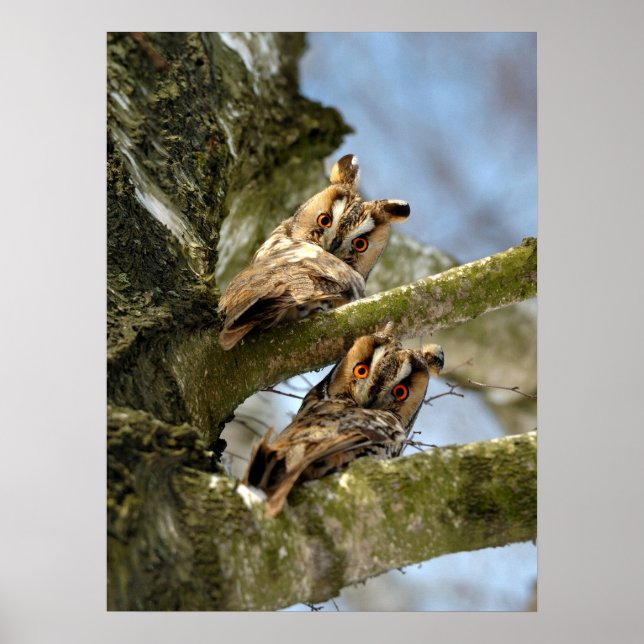 Duas Corujas na floresta, pássaros, Poster da vida (Frente)