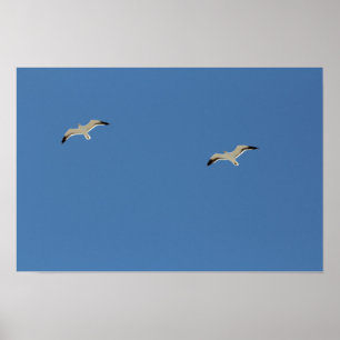Duas gaivotas que voam o poster A3