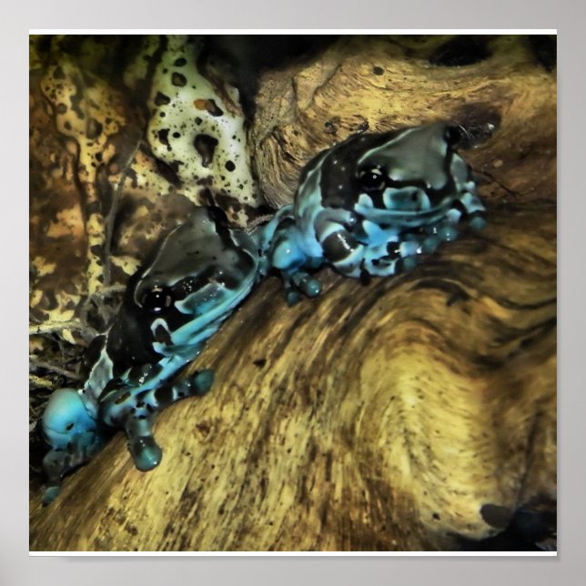 duas sapos saindo do impressão (Frente)