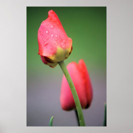 Duas Tulipas Rosa Poster