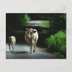 Duas Vacas no Cartão Postal Bummel