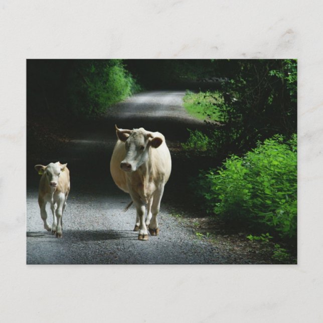 Duas Vacas no Cartão Postal Bummel (Frente)