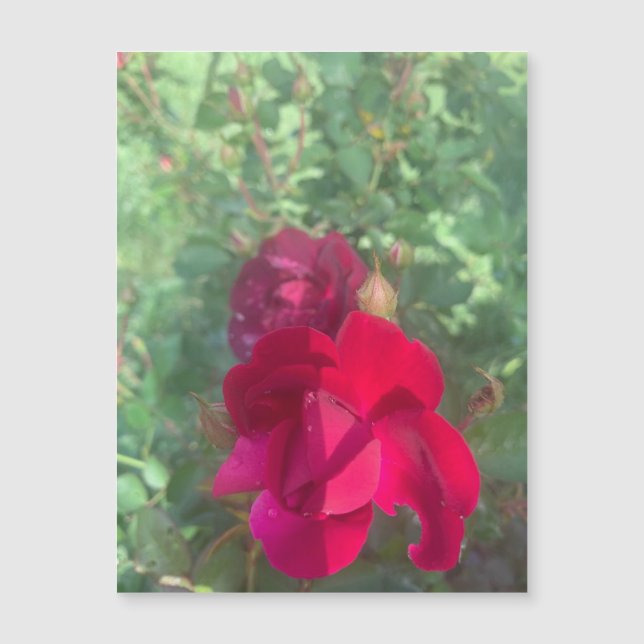 Duas Vezes Como Rosa Magneta Bonita (Frente)