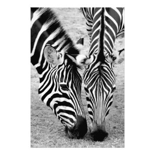 Duas zebras - impressão preto e branco da foto
