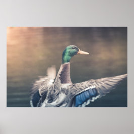 Duck Nature Photo Poster