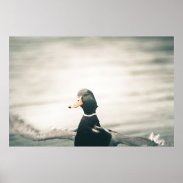 Duck Nature Photo Poster