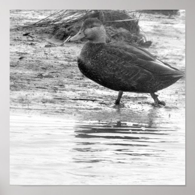 Duck Photo Poster (Frente)