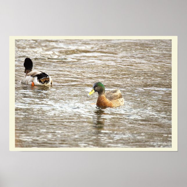 Ducks in Icy Creek Poster (Frente)