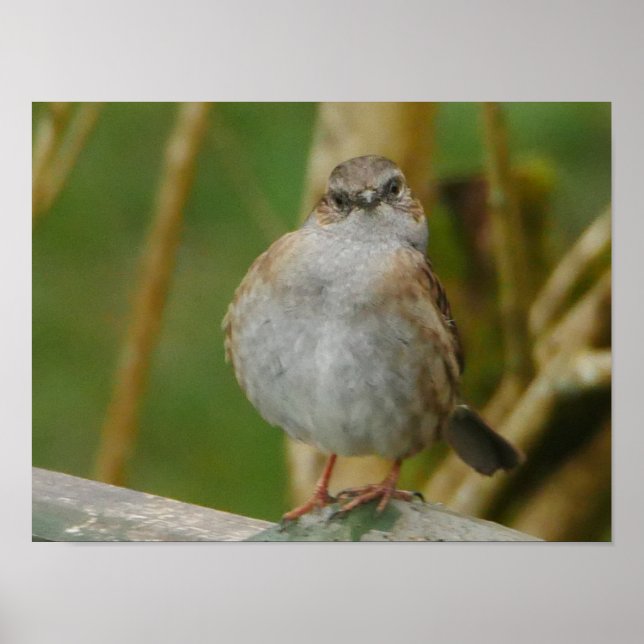 Dunnock Poster (Frente)