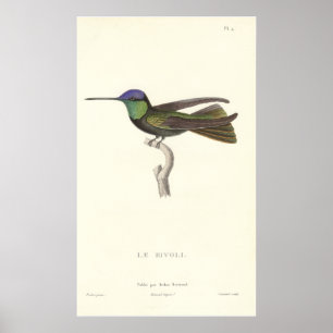 Duque do colibri de Rivoli do impressão antigo