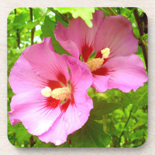 Duro de Hibiscus Rosa Porta copos Plástica