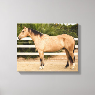 Dusty Horse Canvas Imprimir 11x14