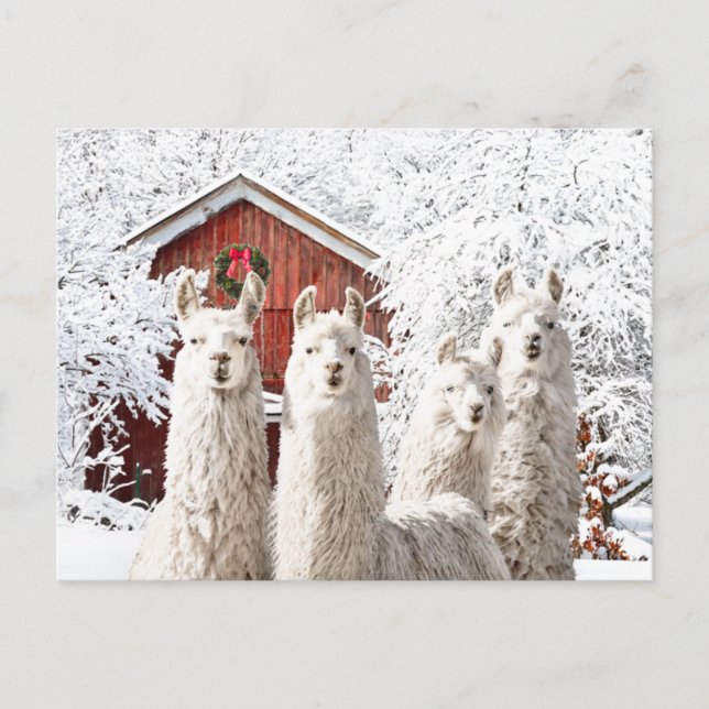 "É Natal!" Cartão Postal (Frente)