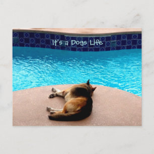 É um cartão postal / convites para a vida dos cães