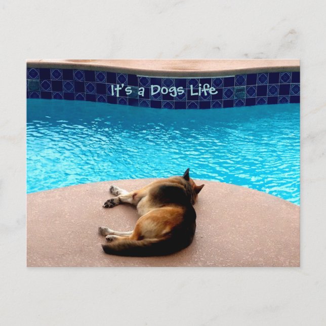 É um cartão postal / convites para a vida dos cães (Frente)
