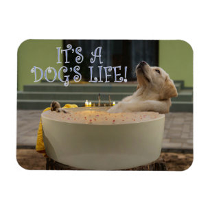 É um íman de vida para cães