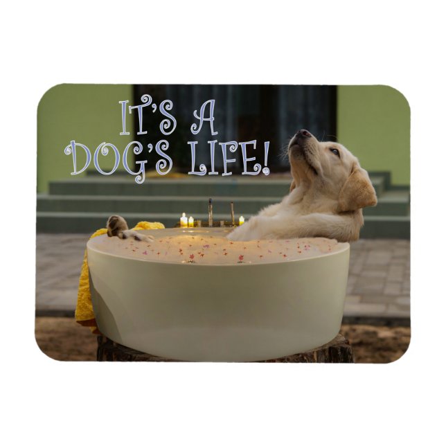 É um íman de vida para cães (Horizontal)