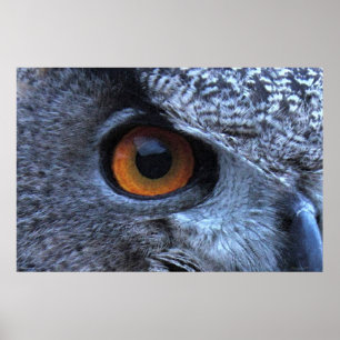 Eagle Owl Eye Poster -36x24 -outros tamanhos dispo