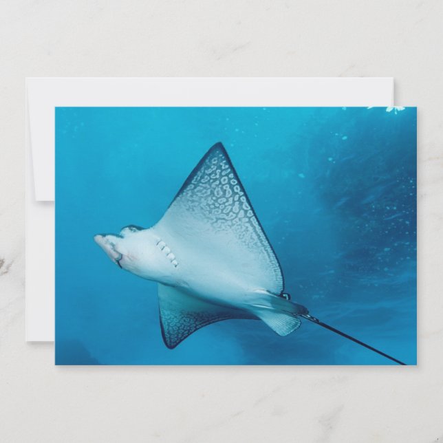 Eagle Ray (Frente)