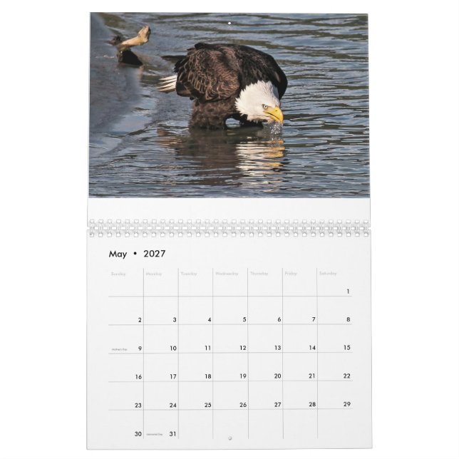 Eagles pelo calendário de Tamara (Maio 2027)