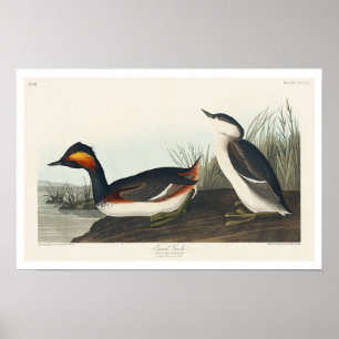 Eared Grebe por Poster de Audubon