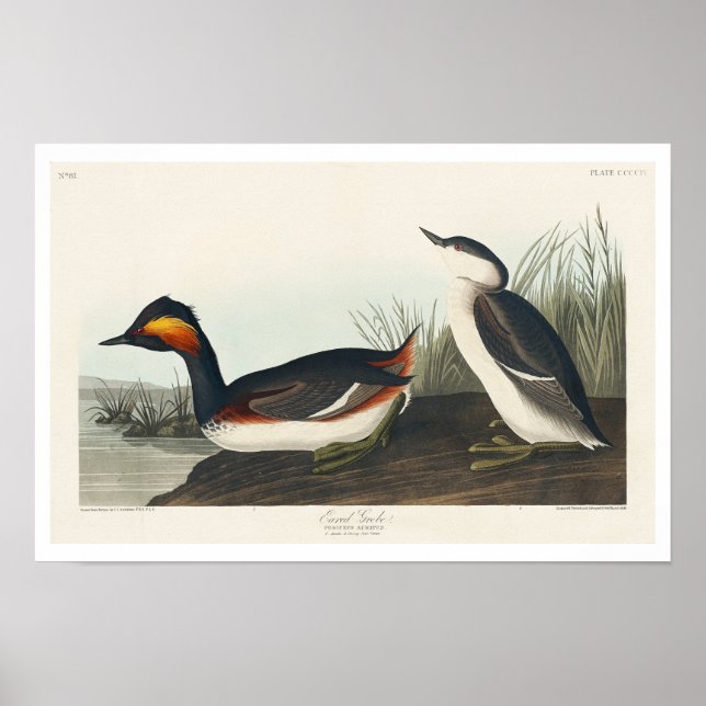 Eared Grebe por Poster de Audubon (Frente)