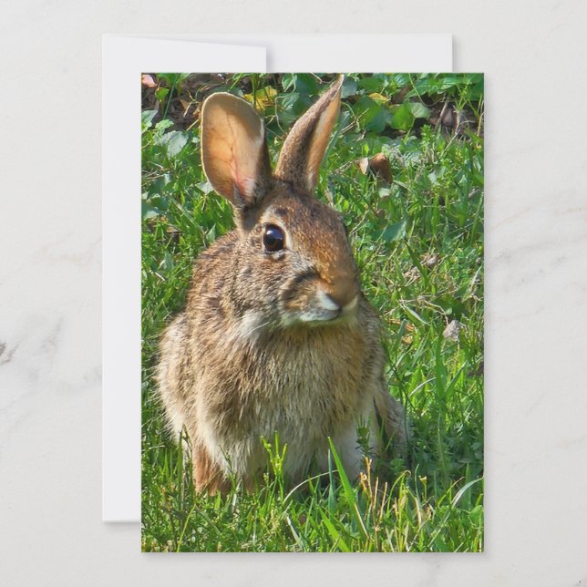 Eastern cottontail rabbit (Frente)