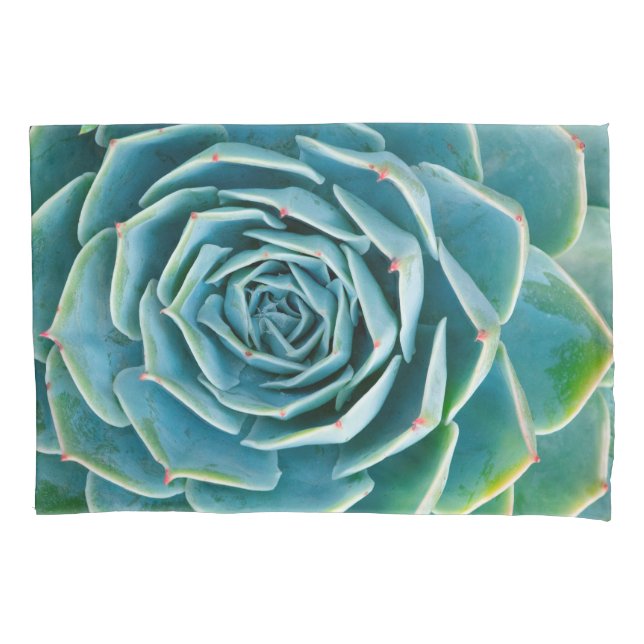Echeveria Roseta, Jardim Secreto de Marrakech (Frente)