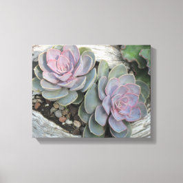 Echeveria Succulent Canvas