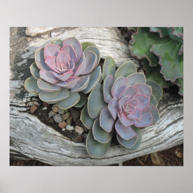 Echeveria Succulent Poster (Frente)