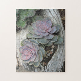 Echeveria Succulent Quebra-cabeça