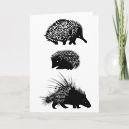 Echidna, ouriço, cartão do porco-