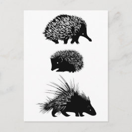 Echidna, ouriço, cartões postais de porco-espinho