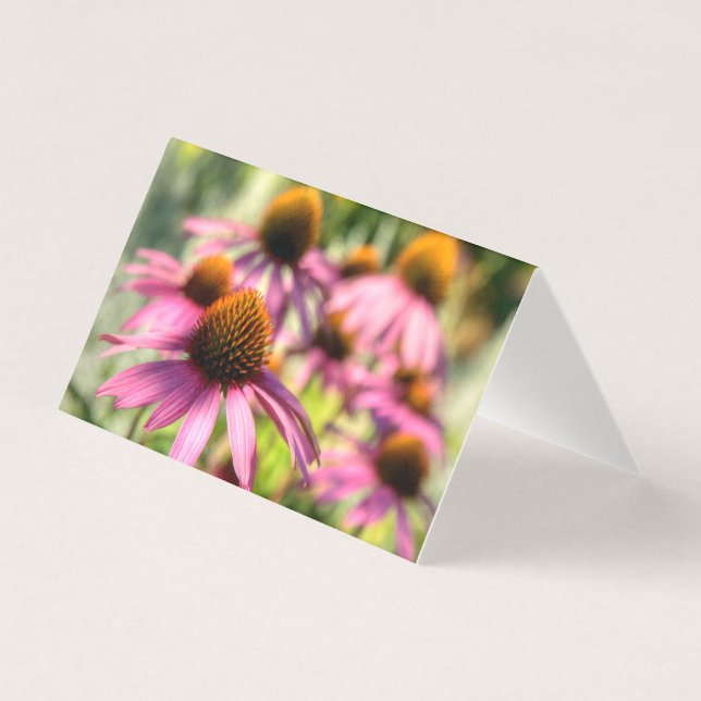 Echinacea, cena floral (Frente)