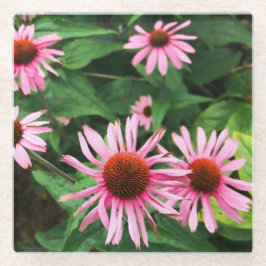 Echinacea Purpurea, Coneflower Roxo